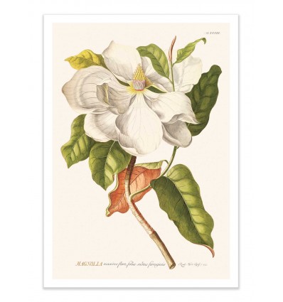 Art-Poster - Magnolia - Astër