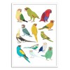 Art-Poster - Parrots - Hanna Melin