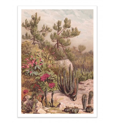 Art-Poster - Plantes tropicales - Astër
