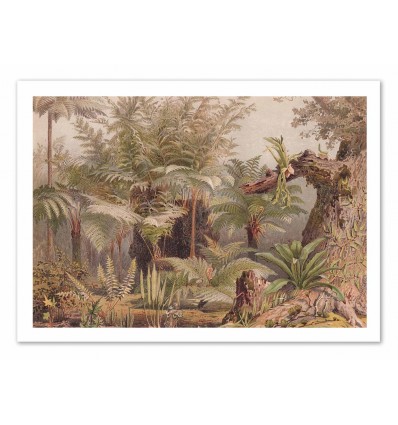 Art-Poster - Plantes tropicales Version 2 - Astër