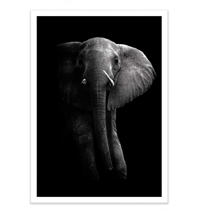 Art-Poster - Elephant