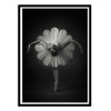 Art-Poster - Floral Ballet - Catchlight Studio