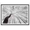 Art-Poster - A view of the tree crown - Tom Pavlasek