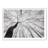 Art-Poster - A view of the tree crown - Tom Pavlasek