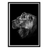 Art-Poster - Lion and lioness portrait - Laurent Lothare Dambreville