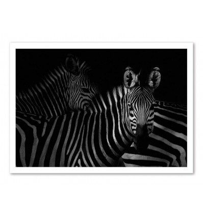Art-Poster - Zebras family