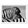Art-Poster - Curious Zebra - Marc Pelissier