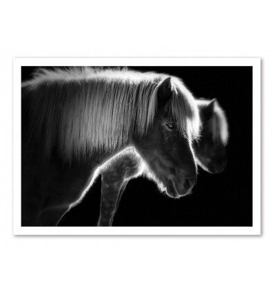 Art-Poster - Pony