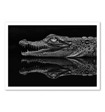 Art-Poster - Aligator