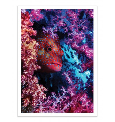 Art-Poster - Coral Hind - Dani Barchana