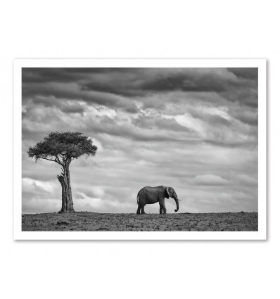 Art-Poster - Elephant Landscape - Mario Moreno