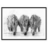 Art-Poster - Three Zebras - Henry Zao