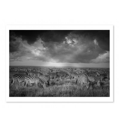 Art-Poster - Band of Zebras - Jeffrey C.Sink