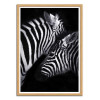 Art-Poster - Zebra - Julia Bénard - Cadre bois chêne