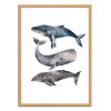 Art-Poster - Whales - Ploypisut - Cadre bois chêne
