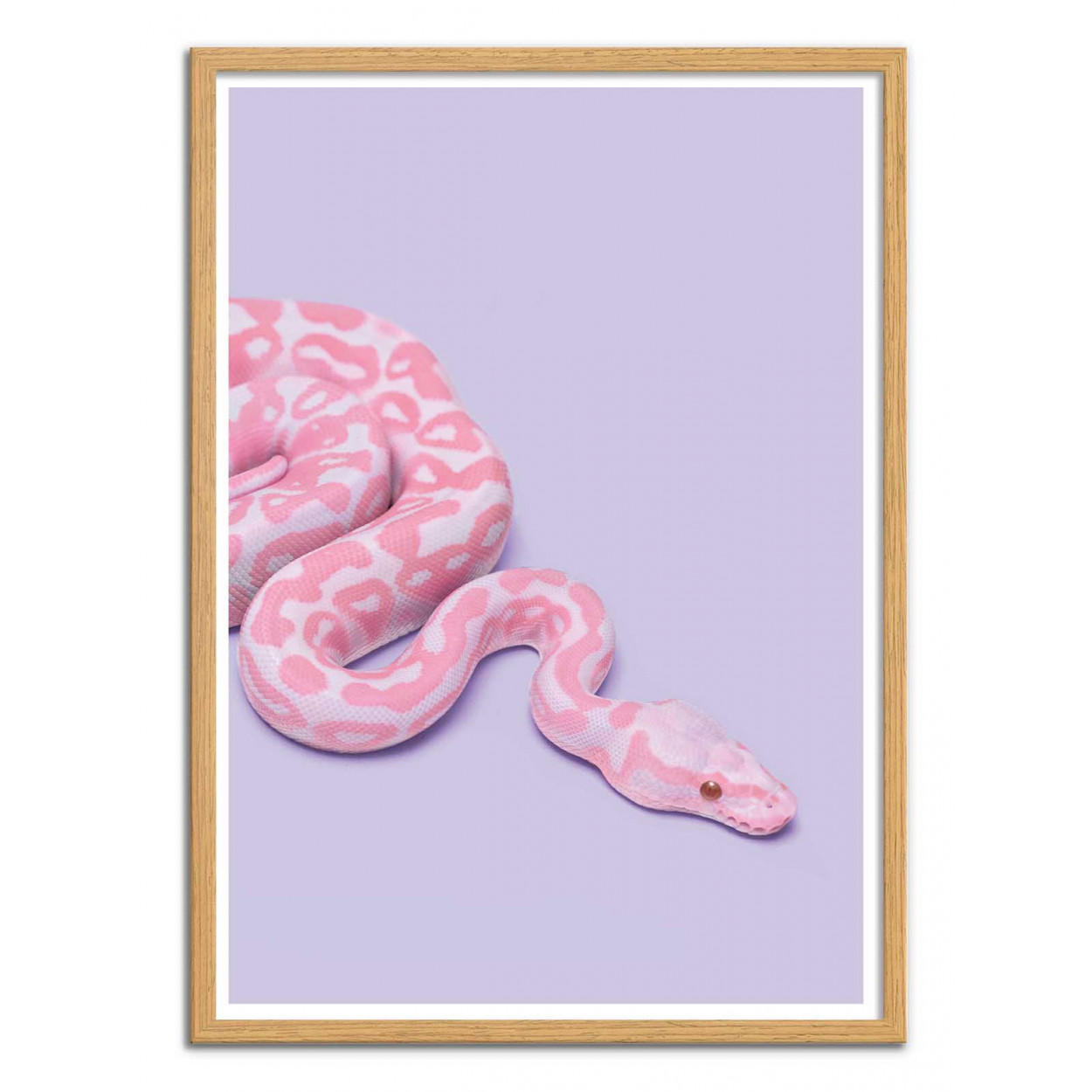 Art-Poster - Pink Snake - Paul Fuentes.