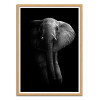 Art-Poster - Elephant - Cadre bois chêne