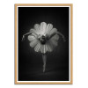 Art-Poster - Floral Ballet - Catchlight Studio - Cadre bois chêne