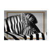Art-Poster - Curious Zebra - Marc Pelissier - Cadre bois chêne