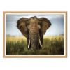 Art-Poster - Encounters in Serengeti - Alberto. Ghizzi Panizza - Cadre bois chêne