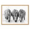 Art-Poster - Three Zebras - Henry Zao - Cadre bois chêne