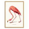 Art-Poster - Boho Flamingo - Jonas Loose