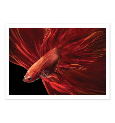 Art-Poster - Red fir Bettafish - Antonyus Bunjamin