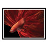 Art-Poster - Red fir Bettafish - Antonyus Bunjamin