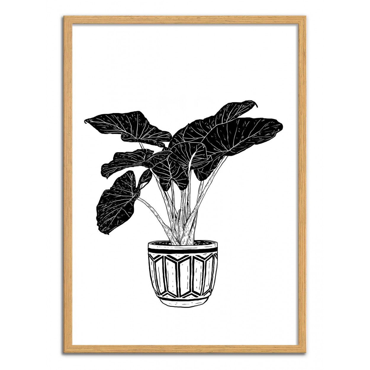 Art-Poster Plant Illustration - Plant - Nick Cocozza