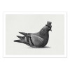 Art-Poster - Dapper Pigeon Square - Terry Fan