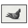 Art-Poster - Dapper Pigeon Square - Terry Fan