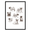 Art-Poster - Pug collection - Terry Fan