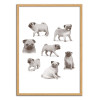 Art-Poster - Pug collection - Terry Fan