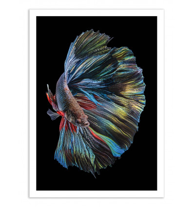 Art-Poster - The Betta Fish - Andi Halil