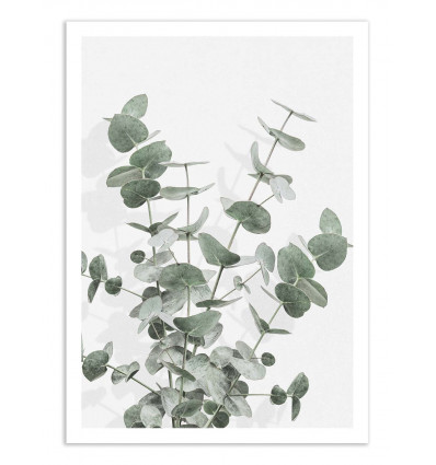 Art-Poster - Eucalyptus Creative 16 -1x Studio