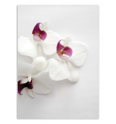 Art-Poster - White wild orchid - Albertine Baronius