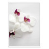 Art-Poster - White wild orchid - Albertine Baronius