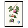 Art-Poster - Macaron plant - Jonas Loose