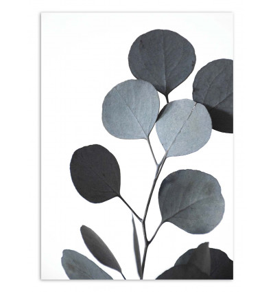 Art-Poster - Hues dried eucalyptus branches - Albertine Baronius