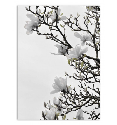 Art-Poster - White magnolia happiness - Albertine Baronius
