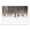 Art-Poster - Red-crested white cranes - 1x