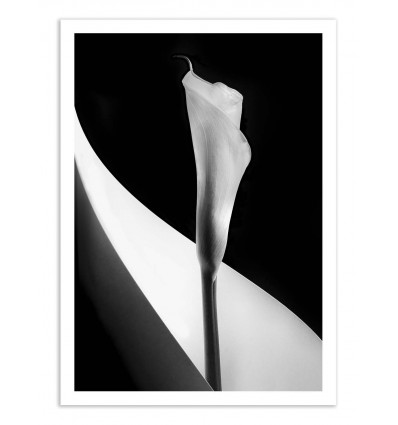 Art-Poster - Calla lily - 1x