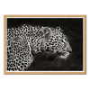 Art-Poster - Leopard Close Up - 1x