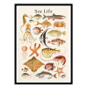 Art-Poster - Sea life collection - Gal Design