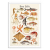 Art-Poster - Sea life collection - Gal Design