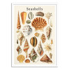 Art-Poster - Seashells collection - Gal Design