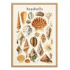 Art-Poster - Seashells collection - Gal Design