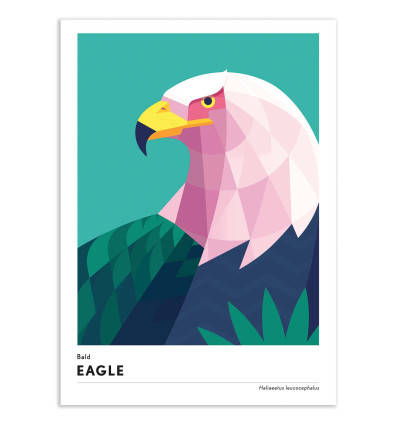 Art-Poster - Bald eagle - Mark Harrison