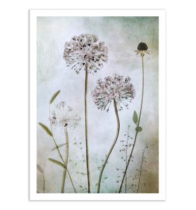 Art-Poster - Allium - Mandy Disher
