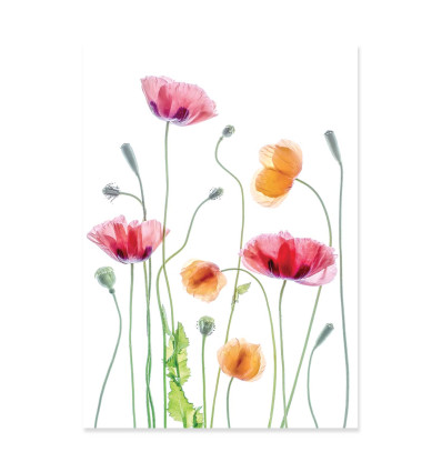 Art-Poster - Poppies - Mandy Fisher